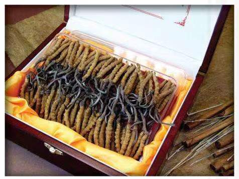 永昌冬虫夏草回收